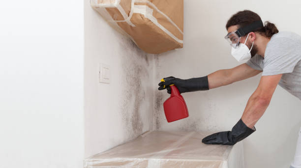 Professional Black Mold Removal technician working in Winthrop, MN